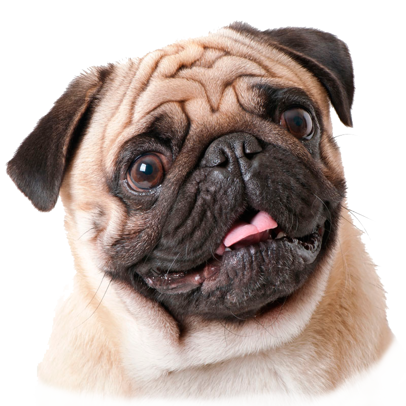 Pug olhando para frente